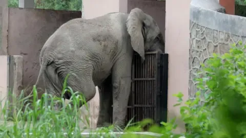 Lonely Life and Death of Delhi’s Sole African Elephant